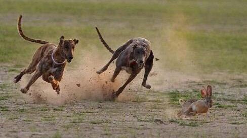 如何规范撰写ALT属性案例图片：两只狗在追兔子